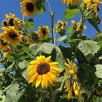 Profile Picture of Anne Schroeder Dunphy (@adunphyryan) on Instagram