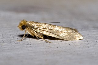 Profile Picture of Tineola bisselliellaon Wikipedia