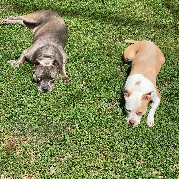 Profile Picture of brettwoolsey (@tiggy.bella) on Tiktok