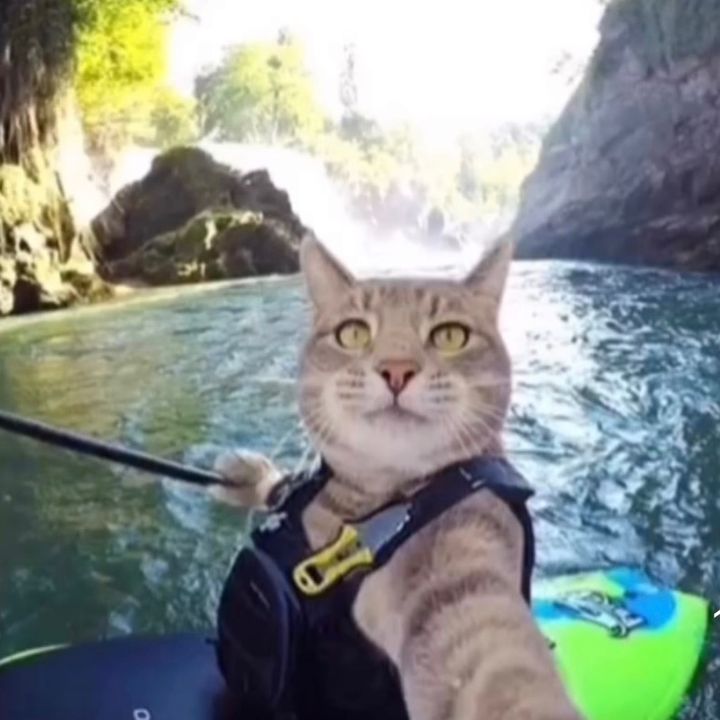 Profile Picture of 😶‍🌫️🥶🫨🛫✈️ (@dwkoost) on Tiktok