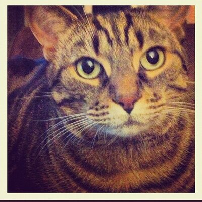 Profile Picture of Zack Chung (@ZackChung602) on Twitter