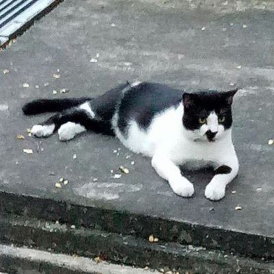 Profile Picture of Albert Koh (@AlbertKoh12) on Twitter