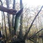 Profile Picture of timon williams (@williamstimon) on Instagram