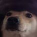 Profile Picture of Jonathan Guo (@guo3795) on Pinterest