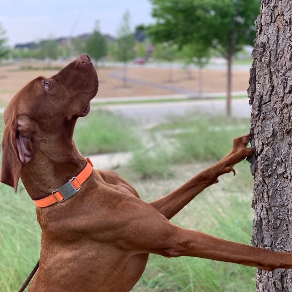 Profile Picture of Alex Miguel (@ferra1559) on Poshmark