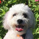 Profile Photo of Myrtle (@myrtlethepup) on Instagram