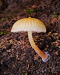 Profile Picture of Galerina sulcicepson Wikipedia