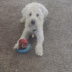 Profile Picture of Finn McCool (@finn.mccool.thewheatenterrier) on Instagram