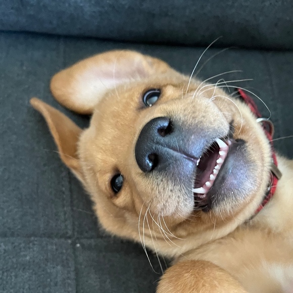 Profile Picture of Kelley Tehan (@kellbell1018) on Poshmark