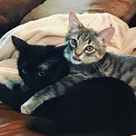 Profile Picture of Anna Kate McSpadden (@bentleybaby5) on Instagram