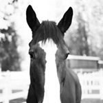 Profile Picture of Heather Walden (@photographypony) on Instagram