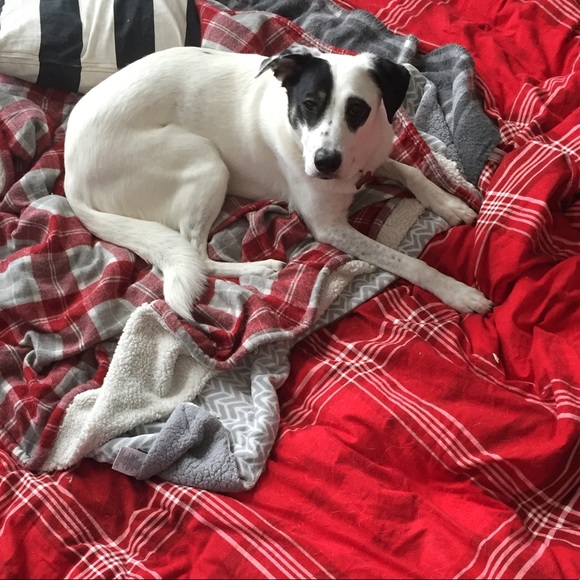 Profile Picture of Brittney Vasconcelles (@bhaili) on Poshmark