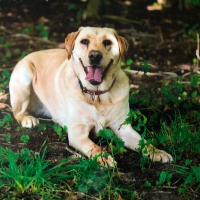 Profile Picture of Andrew Ralph (@andrewralph44) on Twitter