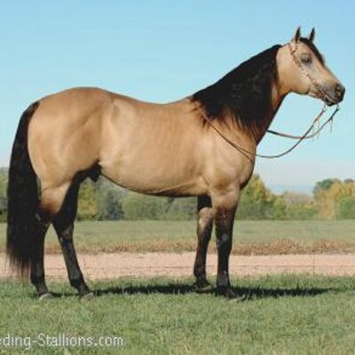 Profile Picture of Cynthia A Shinn (@gangsterma) on Twitter