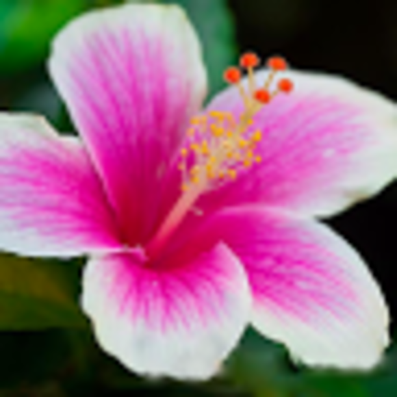 Profile Picture of Manuela medina-tello Tello (@nellymedina2669) on Poshmark