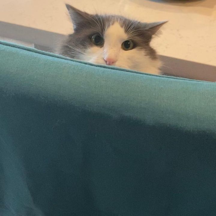 Profile Picture of Marilyn Lawler (@milo.the.fluff.ball) on Tiktok