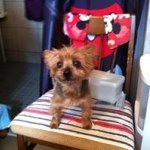 Profile Picture of Andrea DeGennaro CW (@cudlynsft) on Instagram