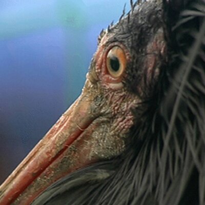 Profile Picture of Stephen Cummings (@thebaldibis) on Twitter