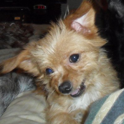 Profile Picture of Renee Ramsey (@Tiger_Bella1) on Twitter