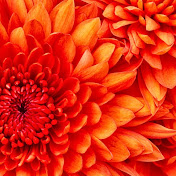 Profile Picture of Mariel Van De Loo (@thefireworknerd) on Youtube