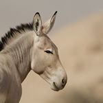 Profile Picture of Kelly Miller (@travels_with_a_donkey) on Instagram