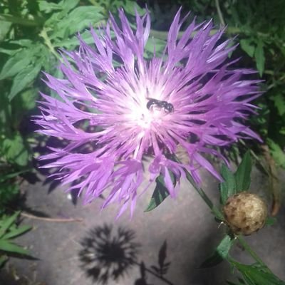 Profile Picture of Leah Selman (@randomcrap1999) on Twitter