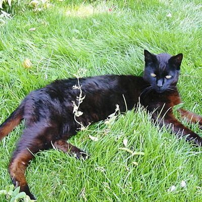 Caroline Thomas - Twitter Profile Picture of Caroline Thomas (@animalmagic382) on Twitter