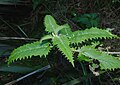 Profile Picture of Urtica feroxon Wikipedia