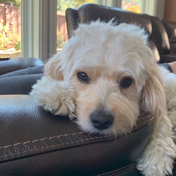 Profile Picture of Leena Zeidan (@lz135) on Poshmark