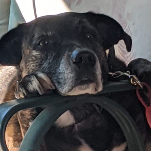 Marie Gohier - Poshmark Profile Picture of Marie Gohier (@mariesonylady) on Poshmark