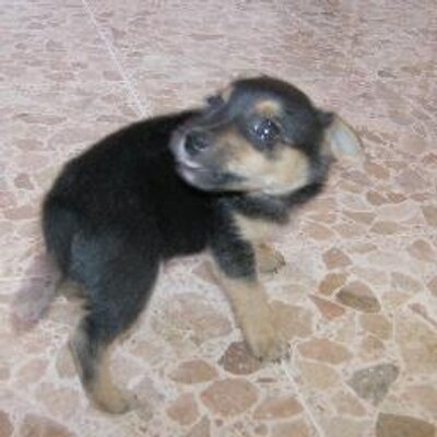 Profile Picture of Silvia Almodóvar (@jackysilvia) on Twitter