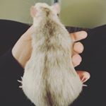 Profile Picture of Unsere 7 (11) Stinkenasen (@stinkenasen) on Instagram