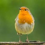 Kevin G Bownes - Instagram Profile Picture of Kevin G Bownes (@kevingbownes) on Instagram