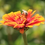 Profile Picture of Suresh  Krishna (@Sur3shKr!shna) on Flickr