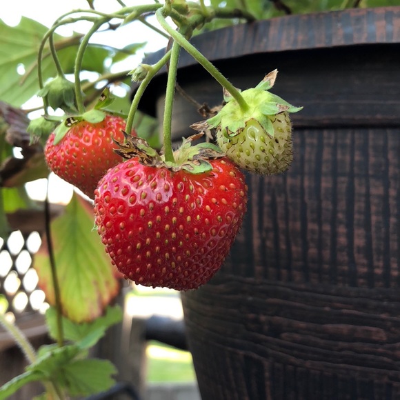 Profile Picture of Bonnie Grittner (@gritt014) on Poshmark