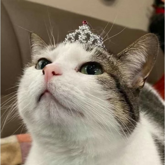 Profile Picture of Min Soe (@lonergtr) on Poshmark