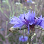 Profile Picture of Vincent Giorgio (@pezhmarnb_zenmpo) on Instagram