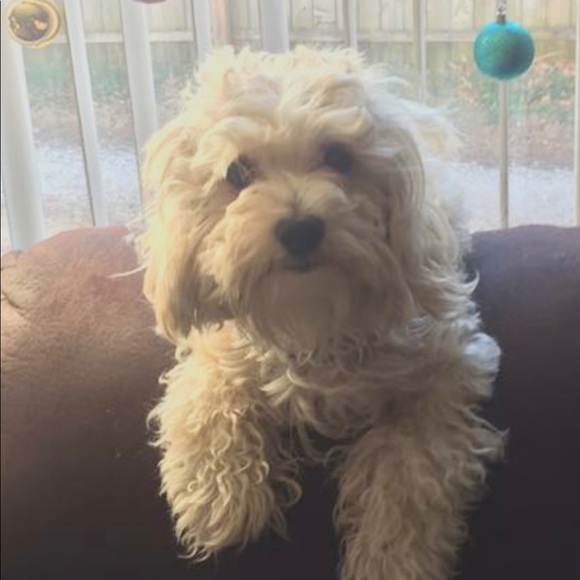 Profile Picture of Kaylee Belletto (@kkbellettl) on Poshmark