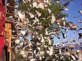 Profile Picture of Pigeon racing - Wikipediaon Wikipedia