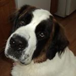 Profile Picture of Shawn Dube (@dube.shawn) on Instagram