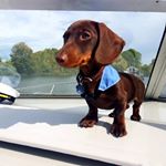 Profile Picture of george colwell (@minisausagegeorge) on Instagram