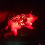 Profile Picture of Peter de Leonardis (@gattoast) on Instagram