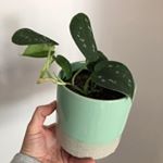 Profile Photo of Angela (@angelas_houseplants) on Instagram