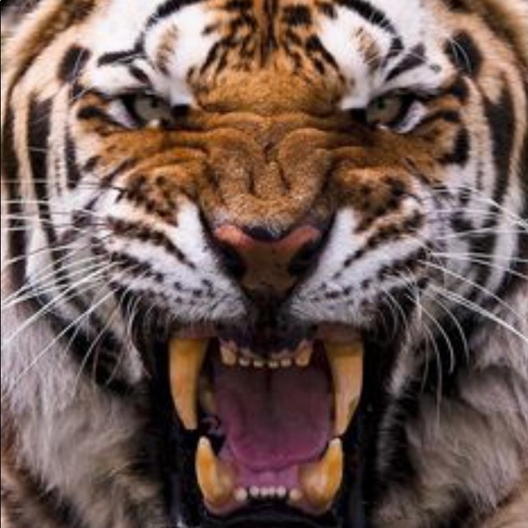 Profile Picture of Khammoun Phommahaxay (@khammoun559) on Poshmark