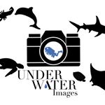Profile Picture of David Spinks (@underwater.images) on Instagram