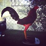 Profile Picture of Mark Lemus (@gallos_faraon) on Instagram