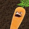 Profile Picture of CraigTheCarrot (@@craigthecarrot) on Tiktok
