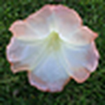 Profile Picture of diana patterson (@deenerocks) on Flickr