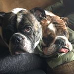 Profile Picture of Brent (@brentcastleman) on Instagram