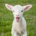 Profile Picture of Marilyn Lamb (@lamb4547) on Pinterest